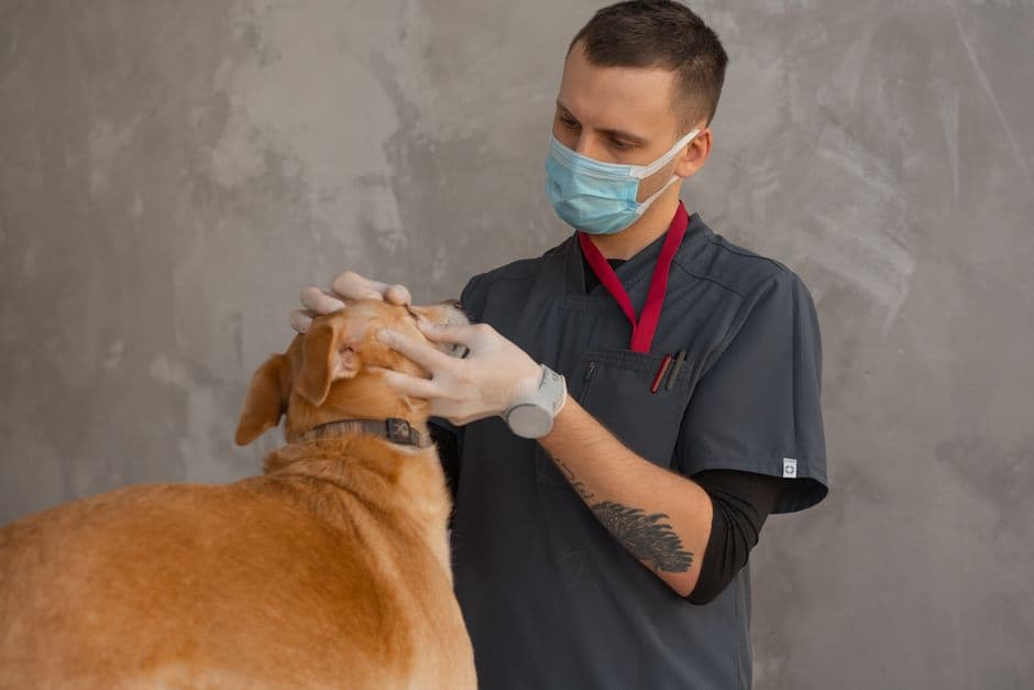 veterinarian examining senior dog