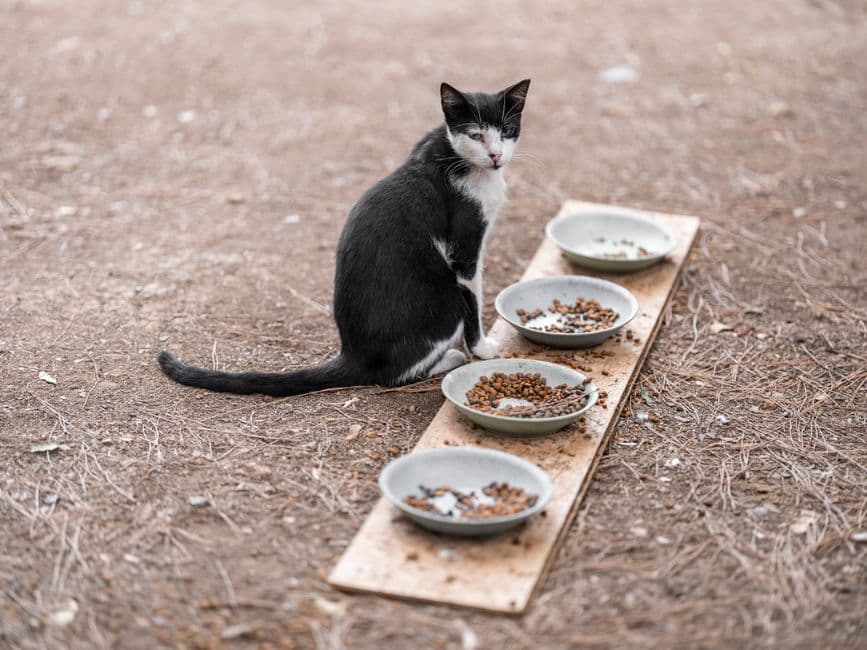 여러 개의 밥그릇 앞에 앉아 있는 고양이