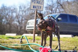 dog drinking water