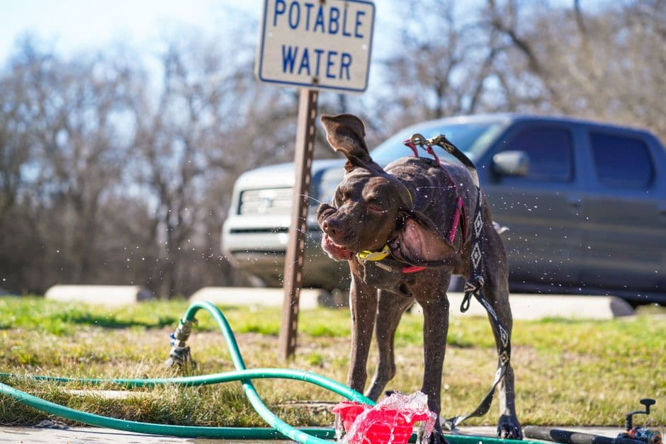 dog drinking water
