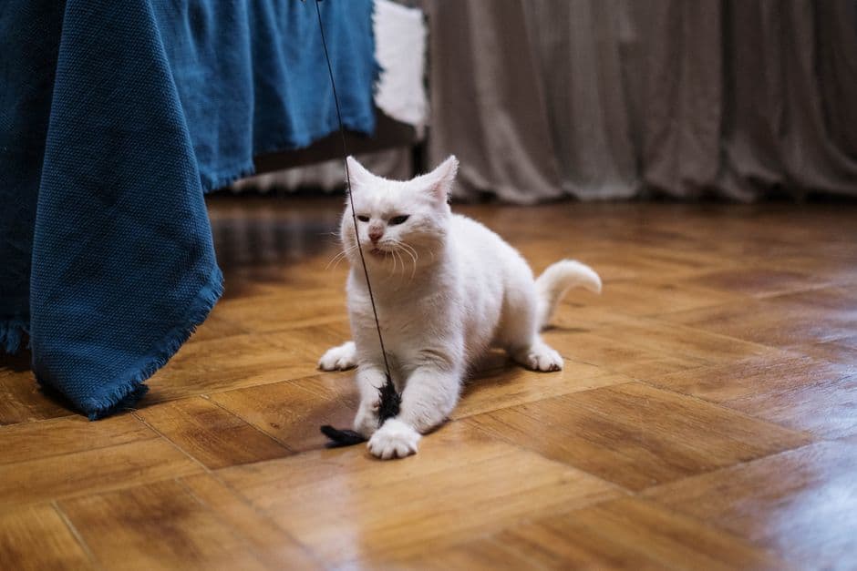 장난감 끈을 가지고 노는 고양이