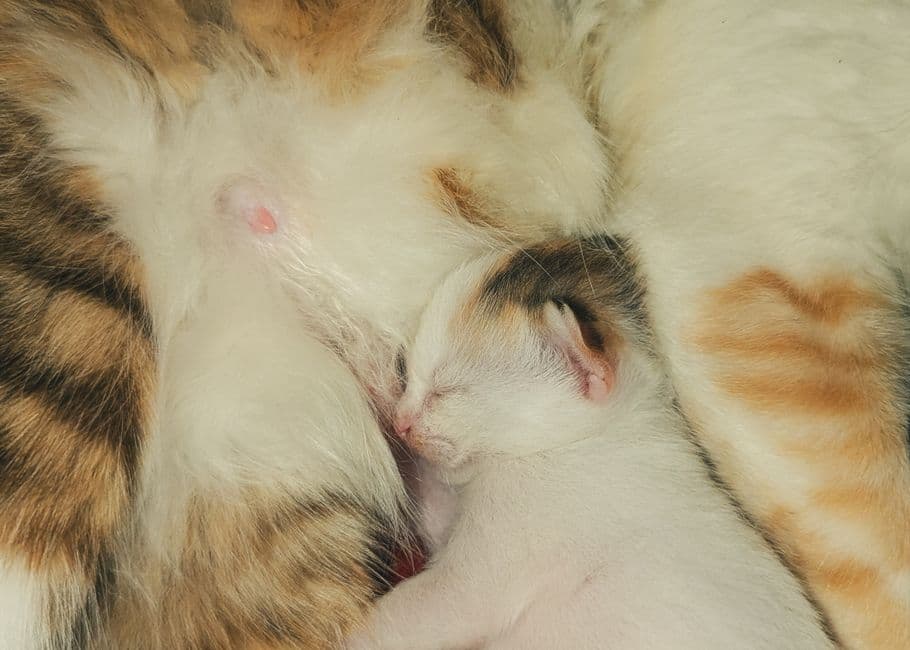 어미 고양이 배에 붙어 젖을 먹는 새끼 고양이