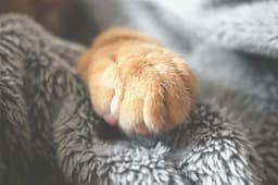 회색 담요 위에 올린 주황색 고양이 앞발 클로즈업