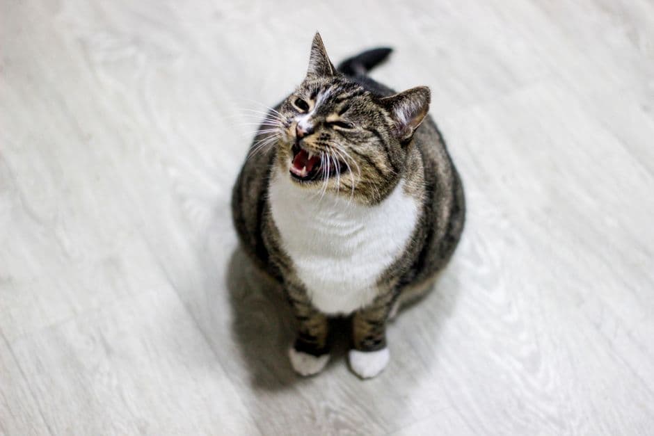 입을 벌리고 울고 있는 고양이 얼굴