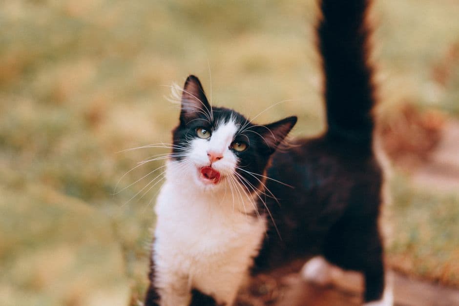 꼬리를 수직으로 세우고 야옹거리는 턱시도 고양이