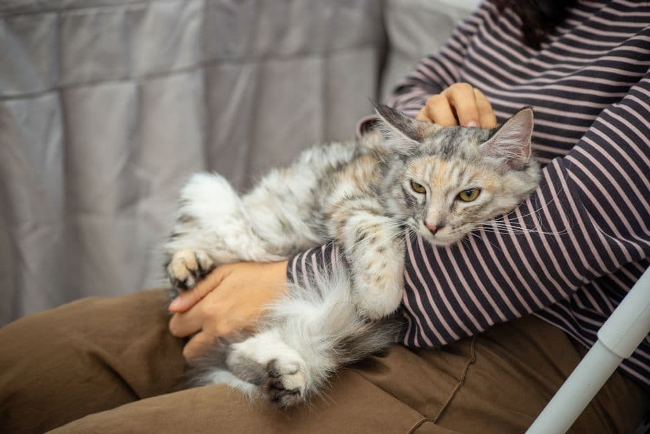 보호자 무릎 위에서 쓰다듬음을 받는 고양이