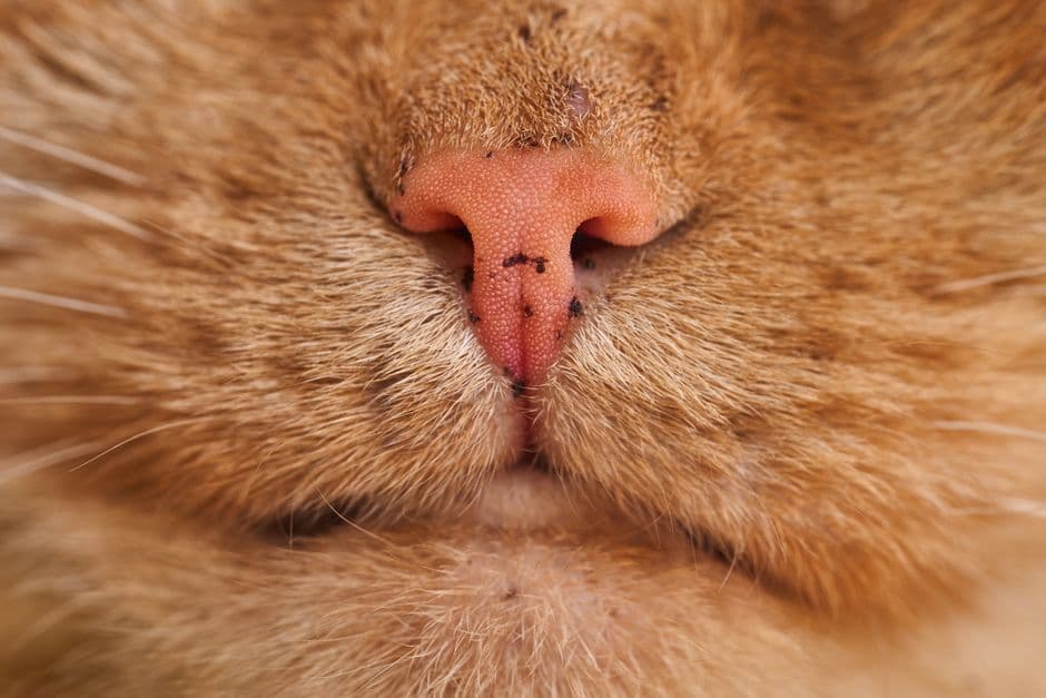 cat sneezing runny nose