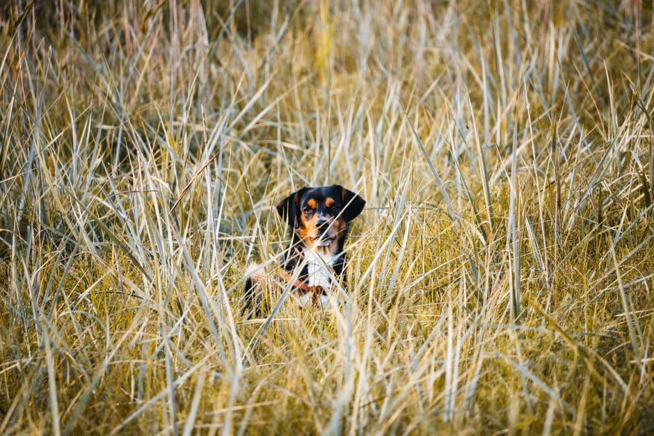 dog in tall grass