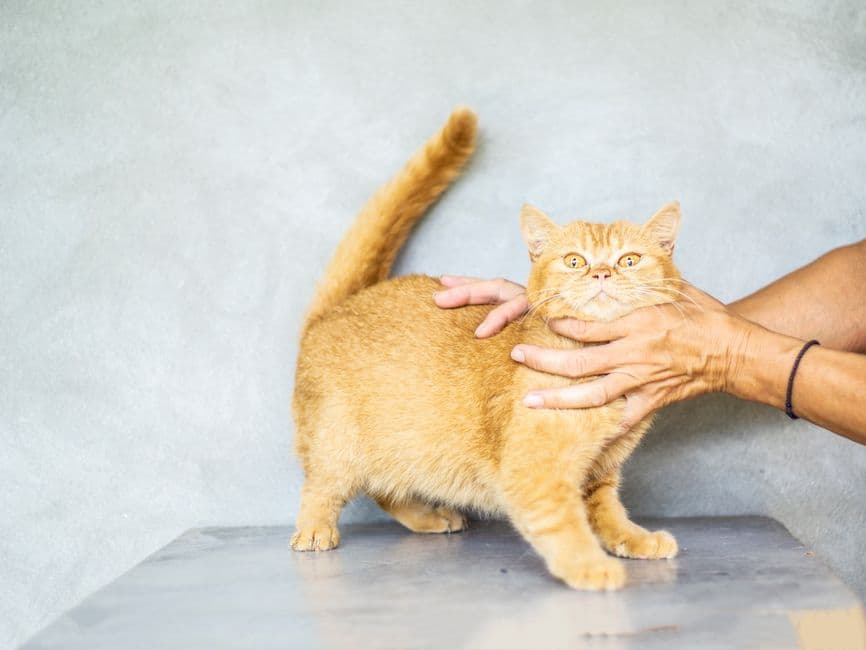 고양이 옆구리를 양손으로 가볍게 만져 보는 모습
