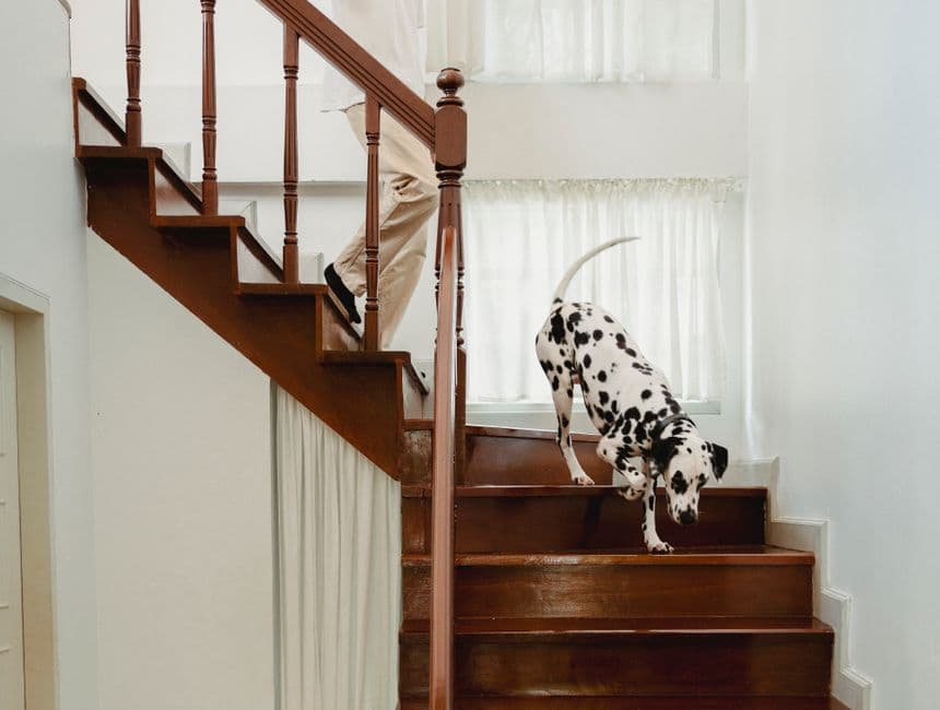 senior dog walking stairs