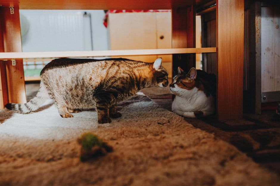 가구 아래에서 서로 마주보고 있는 두 마리 고양이